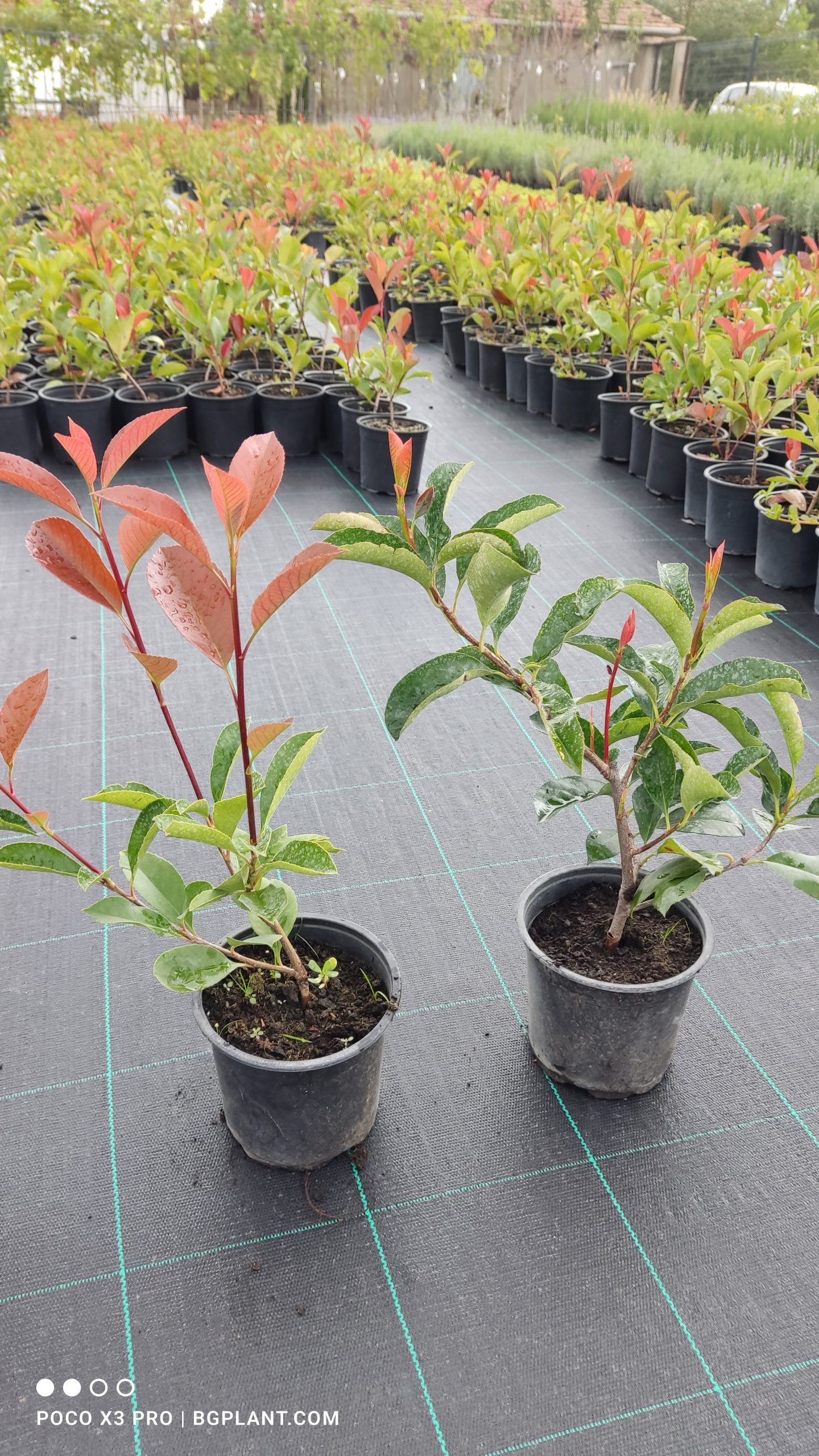 photinia red robin