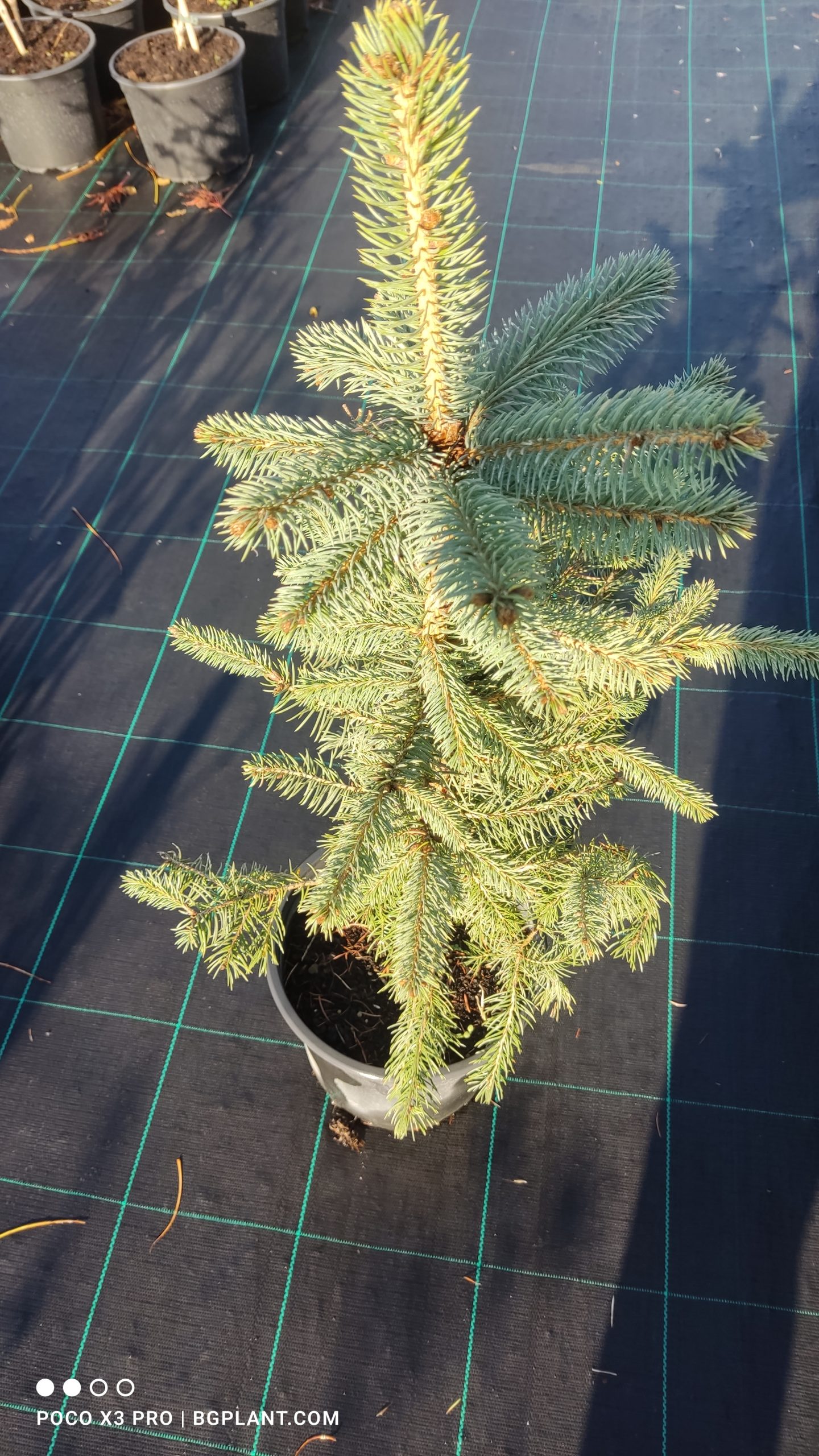 picea pungens