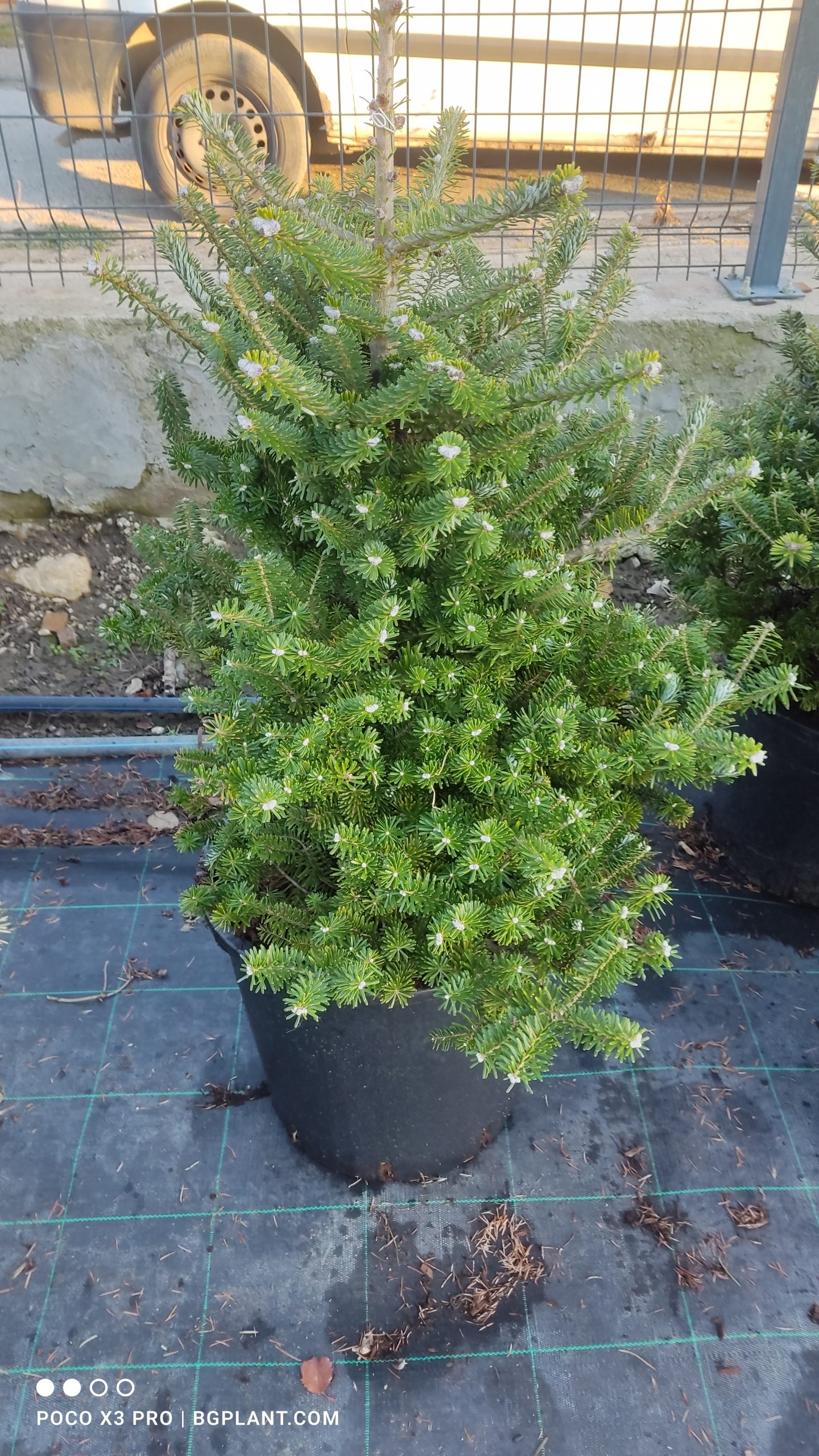 abies koreana