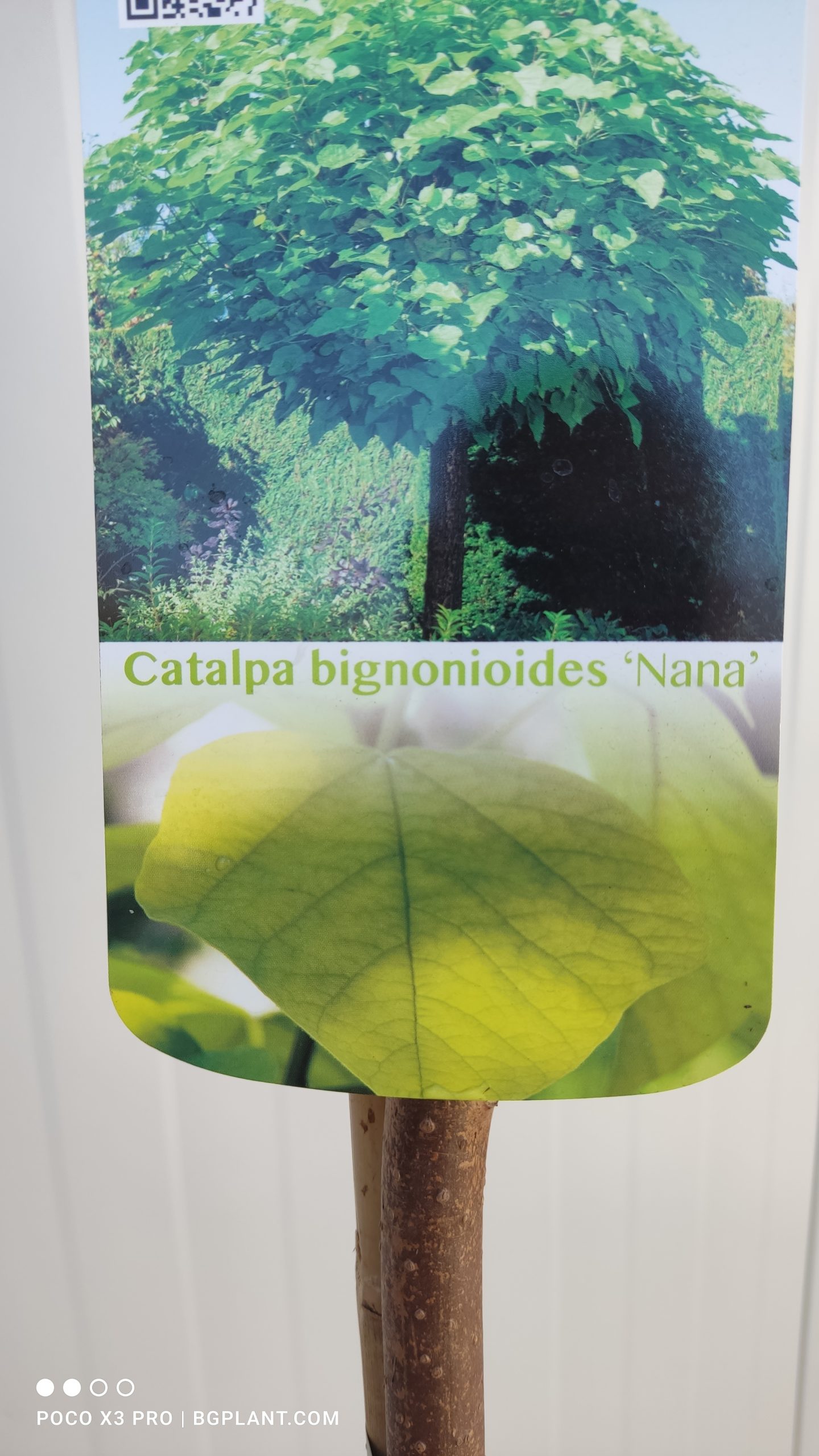 catalpa